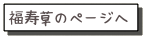 福寿草のページへ