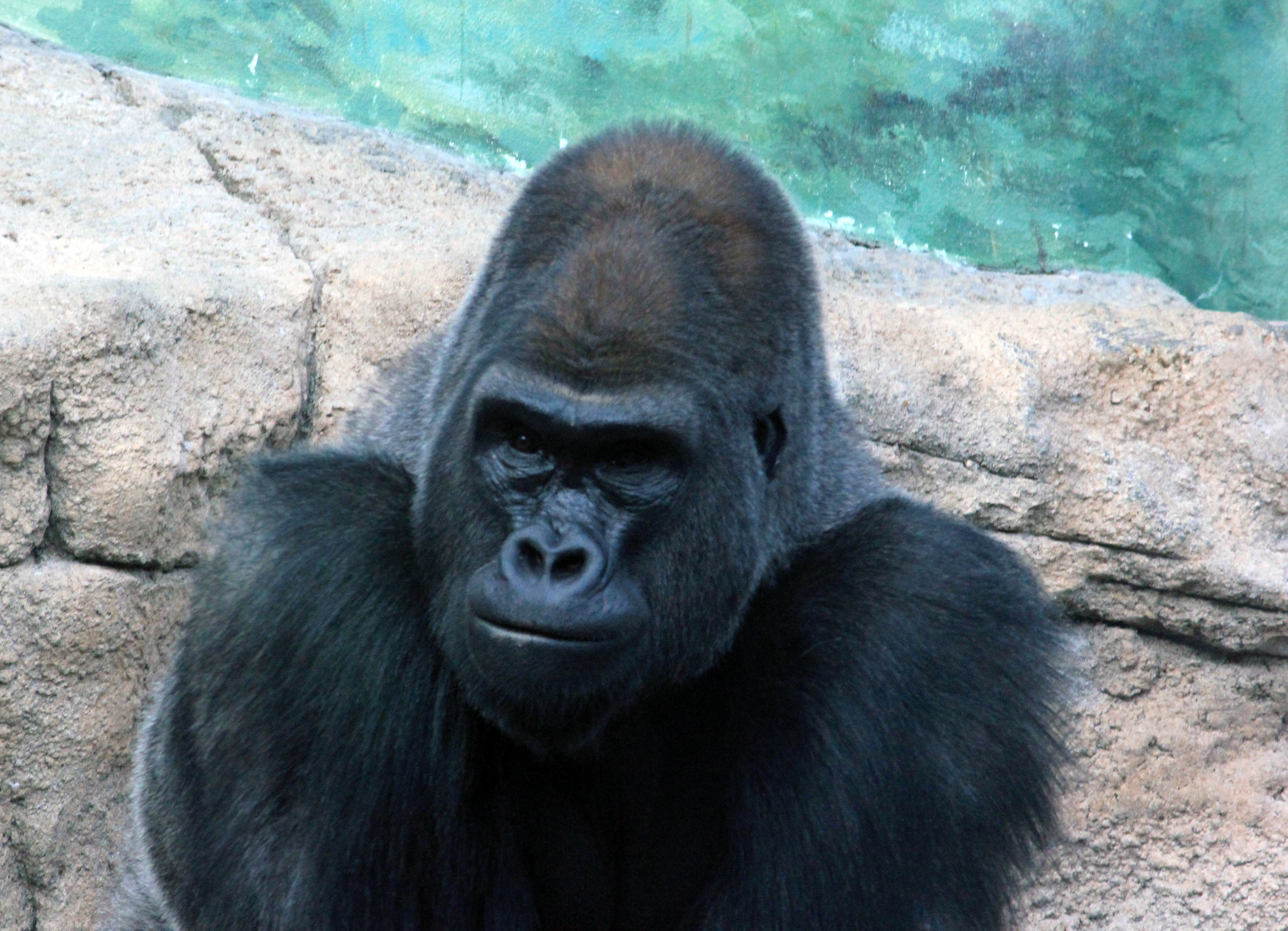 Gorilla in zoo