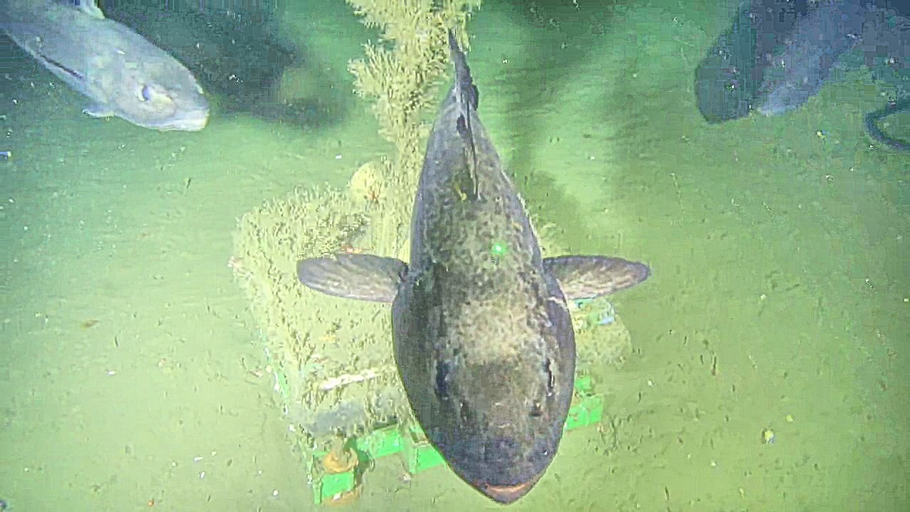 Underwater image imSlim enhanced