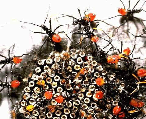 Random Ant Simulation of multi-agent objects inspired by Ants Behavior