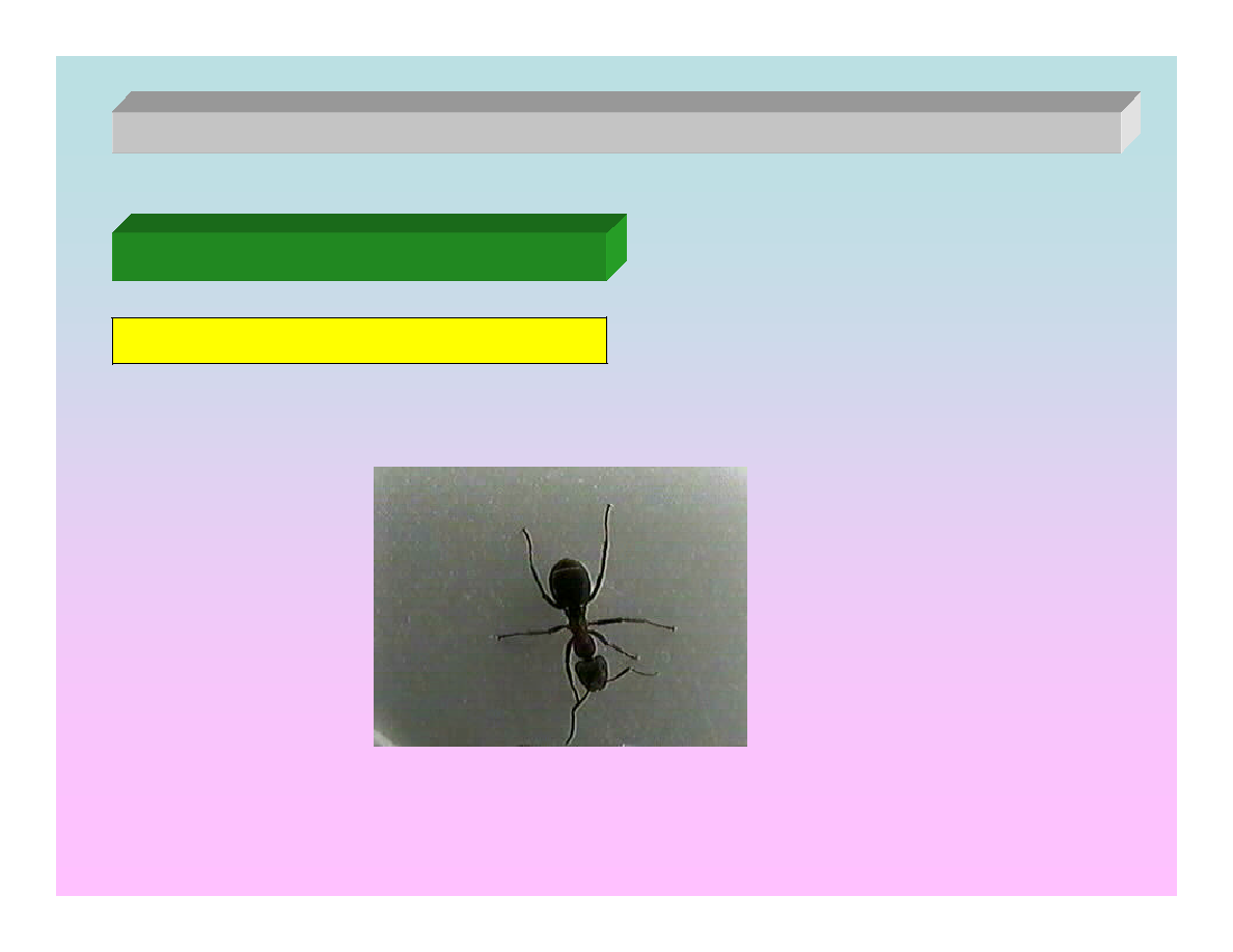 Random Ant background image